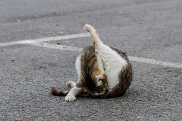 colony of abandoned cats in the street