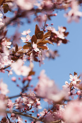 japanische zierkirsche blüten