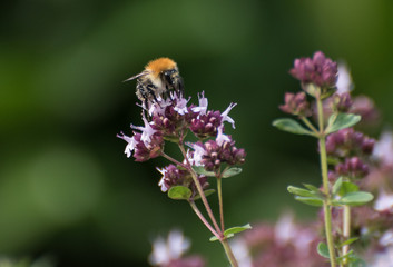 Hummel