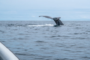 Fototapeta premium Queue de baleine 