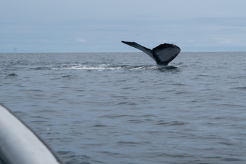 Fototapeta premium Queue de Baleine 