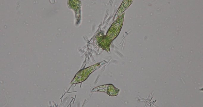Euglena is a genus of single-celled flagellate Eukaryotes under microscopic view for education.