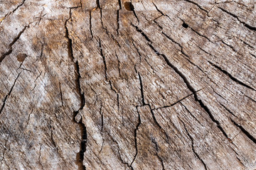 Background in the form of an old stump of light brown color with many cracks over the entire surface, top view
