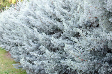 christmas tree background, Christmas trees in a park with green grass, close-up shot of Christmas trees
