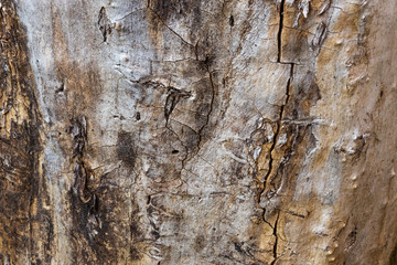 Background in the form of the surface of an old stump without bark, light brown, side view