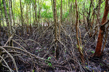 nature sea, mangrove forests, at fertile, Mangrove forests in Thailand.