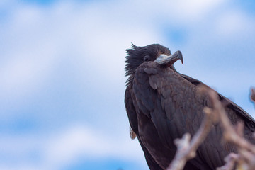 Male Magificient Frigatebird (Fregata magnificens) stares down over its shoulder in the Galápagos Islands, Ecuador.
