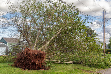 Large tree uprooted by Hurricane Dorian in a suburban neighborhood in Prince Edward Island, Canada.