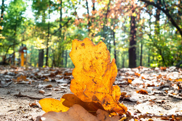 orange leaves of oak tree lit by sun on ground