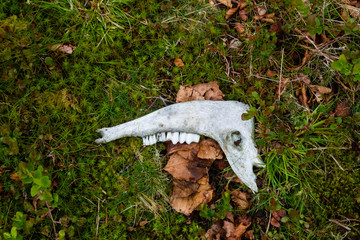 a piece of a skull of an animal found in the mountain