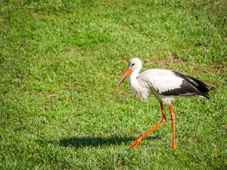 Stork walking in a meadow with long legs