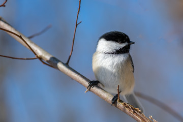 Chickadee (Poecile atricapillus) perching on a tree branch in winter.