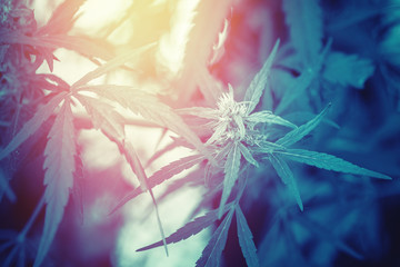 Bush marijuana cannabis on blue blurred background