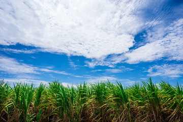 Fototapeta na wymiar Sugarcane field with blue sky And many white clouds.
