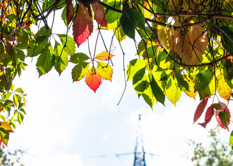 leaves of victoria creeper and power line tower