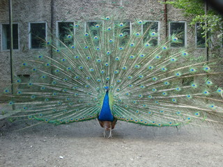 peacock with feathers out