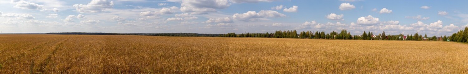 Obraz premium Field of rye. Rural panorama