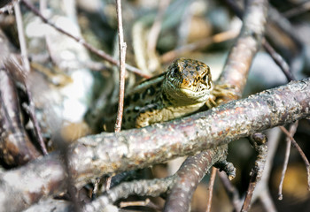 The Altai Mountains' hiding and watchful lizard in the model's role.