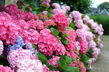 pinky hydrangea