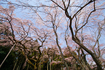 醍醐の桜