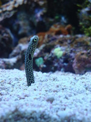 tropical saltwater fish