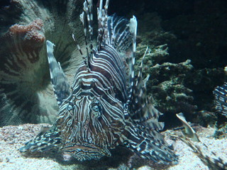 tropical saltwater fish