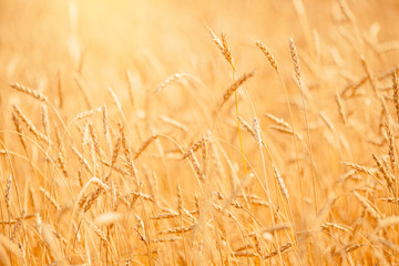 Wheat field closeup ripe in gold color, natural background. Harvest concept