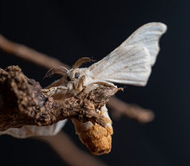 Silkworm on a branch with black background