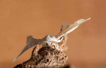 Silkworm on the rock with black background