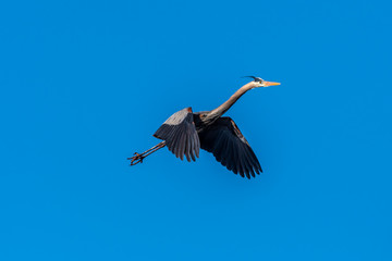 Great Blue Heron (Ardea herodias) flying against a clear blue sky.
