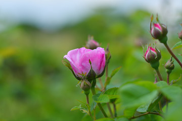 tea rose bud.Unopened tea rose isolated on the green background