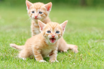 Naklejka na ściany i meble Portrait of two lovely ginger tabby cats standing on green grass field, the front one is looking at camera and shouting, another is stretching its neck and looking alertly, funny pet concept.