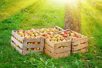 Kiste mit Bioäpfel in der Sonne © Jürgen Fälchle