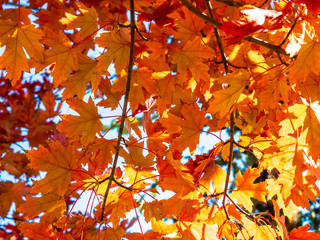 close up of maple tree with autumn foliage in the fall