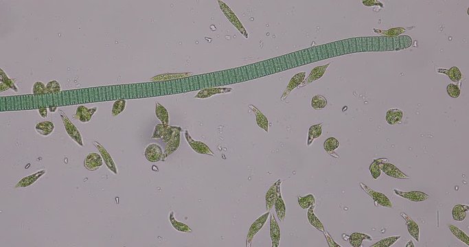 Euglena is a genus of single-celled flagellate Eukaryotes under microscopic view for education.