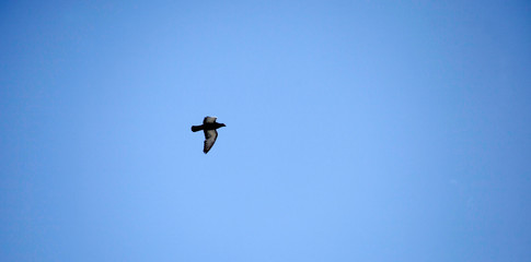 dove flying in the sky