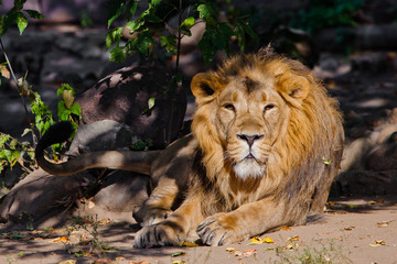  powerful male lion large lies and lazily rests under a bush on a nature a powerful head and a beautiful hairy mane.