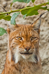 face of a large beautiful lynx cat in summer, red hair and tassels on the ears.