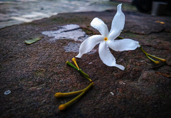 white flower on a background