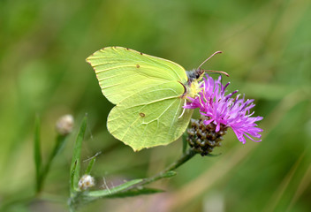 Common brimstone butterfly (Gonepteryx rhamni)  sitting on a purple flower knapweed ( Centaurea jacea ).