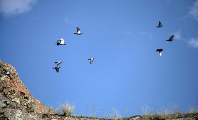 doves flying in the sky