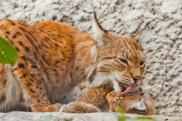 Mom gently licks her kitten. symbol of care and love. beautiful cat lynx closeup in summer