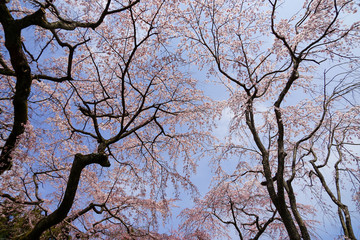 醍醐の桜