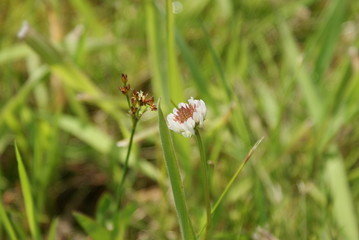 white flower