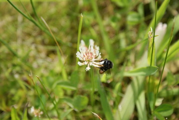 bee on a flower