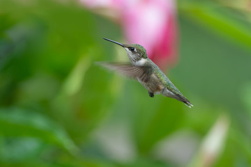 Making a Home in the Mandevilla