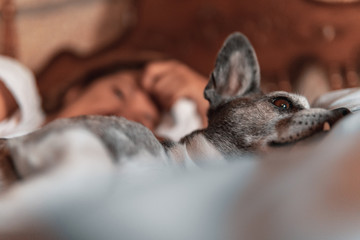  A dog resting in a bed next to his master