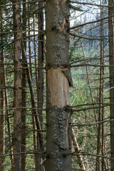 Damage on tree after the European spruce bark beetle (Ips typographus). European spruce bark beetle calamity in Tatra.Spruce bark beetle pest Ips typographus, spruce forests infested drought.