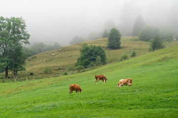 Cows graze in an alpine pasture in the morning fog
