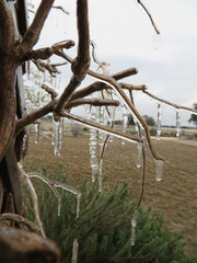 Icicles Drip From Vine Branches
